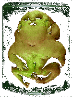 Pickled Punks, Circus Sideshow, Human Freaks